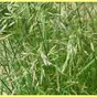 семена многолетних трав и травосмеси в Аксае 5