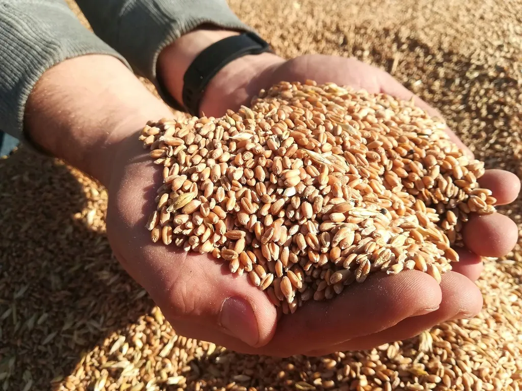 покупаю Пшеницу Зерно в Азове