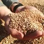 покупаю Пшеницу Зерно в Азове