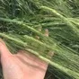 семена ярового ячменя вакула, прерияэс в Зернограде