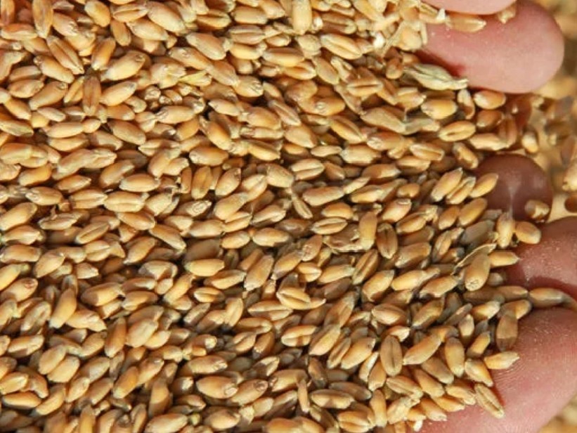 фотография продукта  зерно, рапс, ячмень, горох