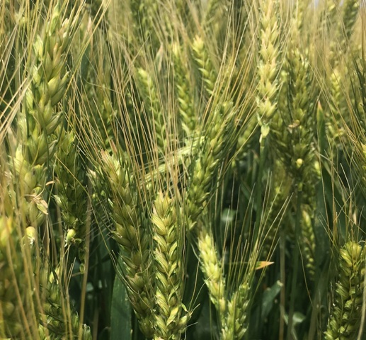 семена озимой пшеницы эс/рс1 в Зернограде 4