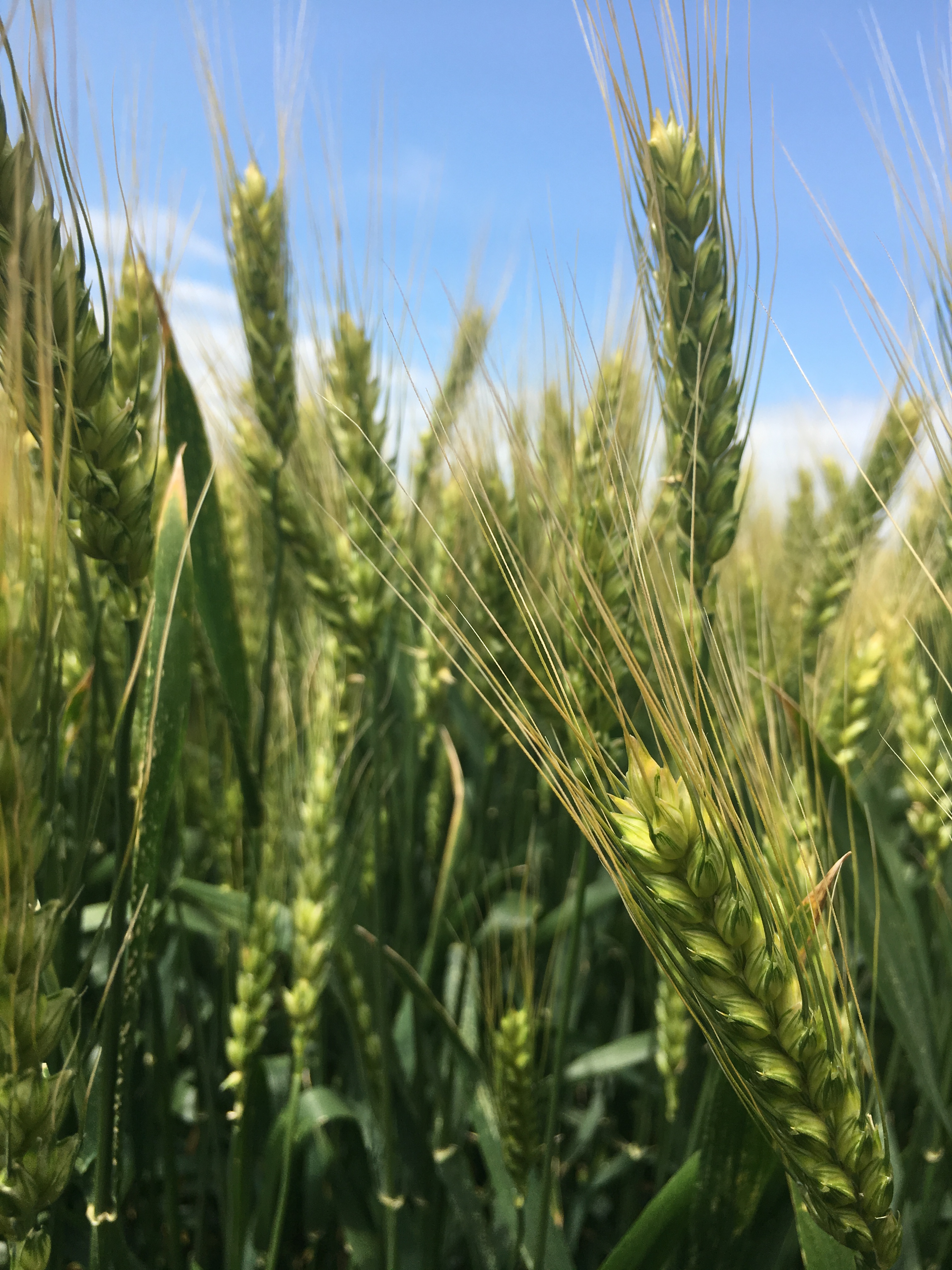 фотография продукта Семена озимой пшеницы ЭС/РС1