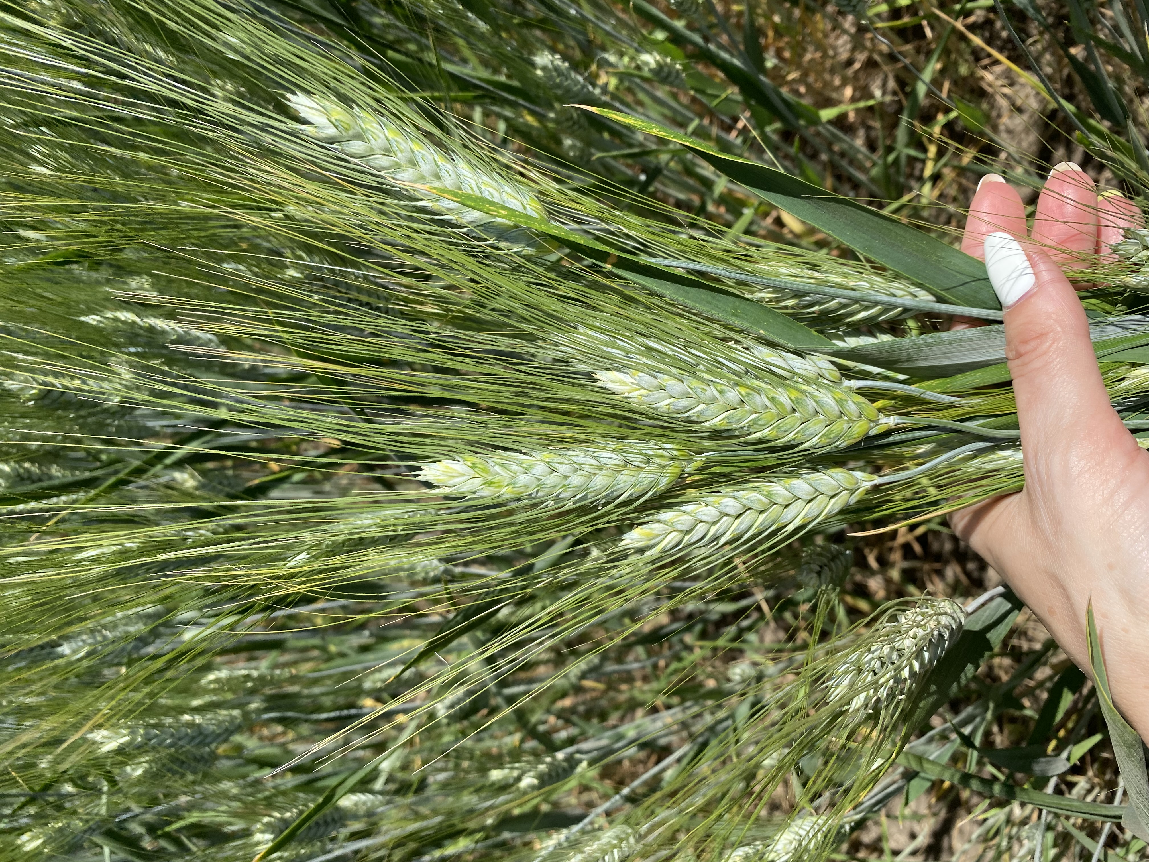 семена озимой пшеницы эс/рс1 в Зернограде 3