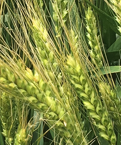 семена озимой пшеницы эс/рс1 в Зернограде 2