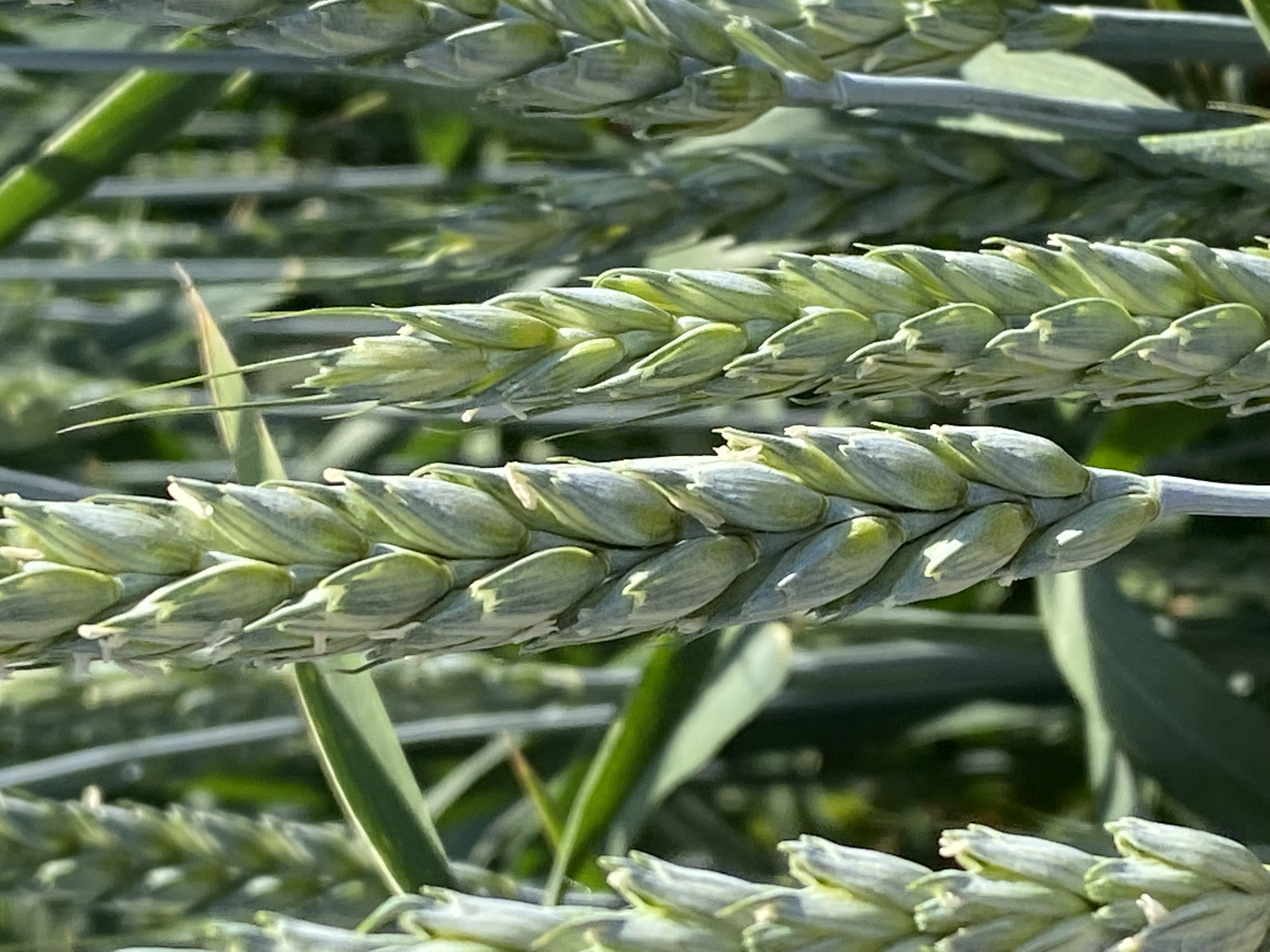 семена пшеницы озимой купить Алексеич в Ростове-на-Дону и Ростовской области 6