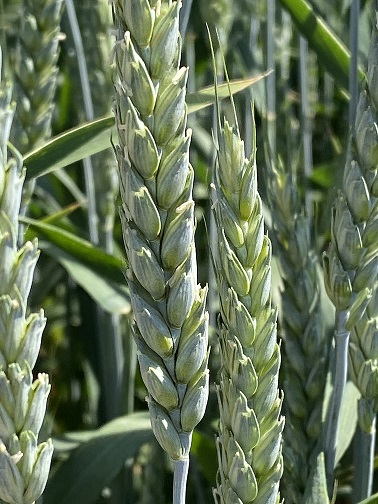 семена пшеницы озимой купить Алексеич в Ростове-на-Дону и Ростовской области 5