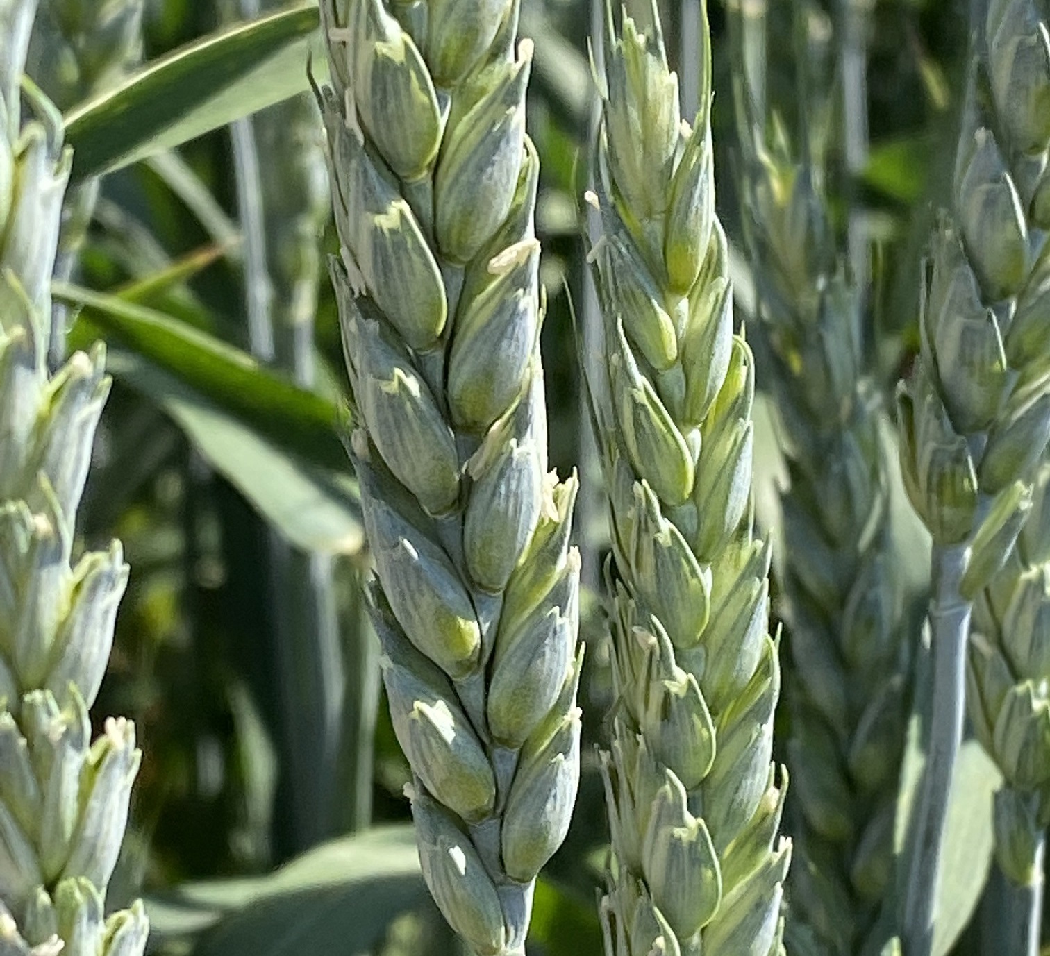 фотография продукта Семена пшеницы озимой купить Алексеич