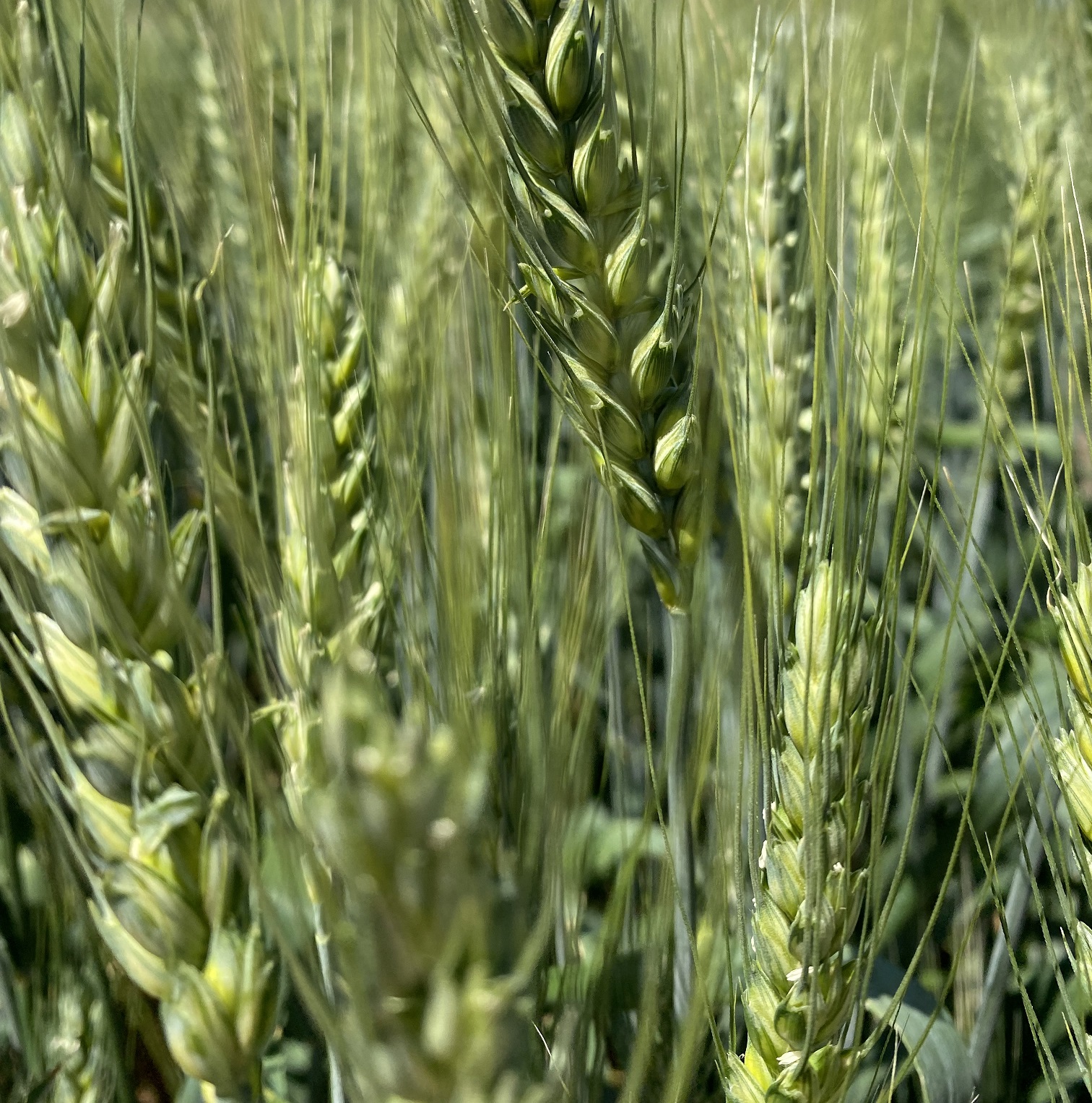 фотография продукта Семена  пшеницы озимой купить Аксинья