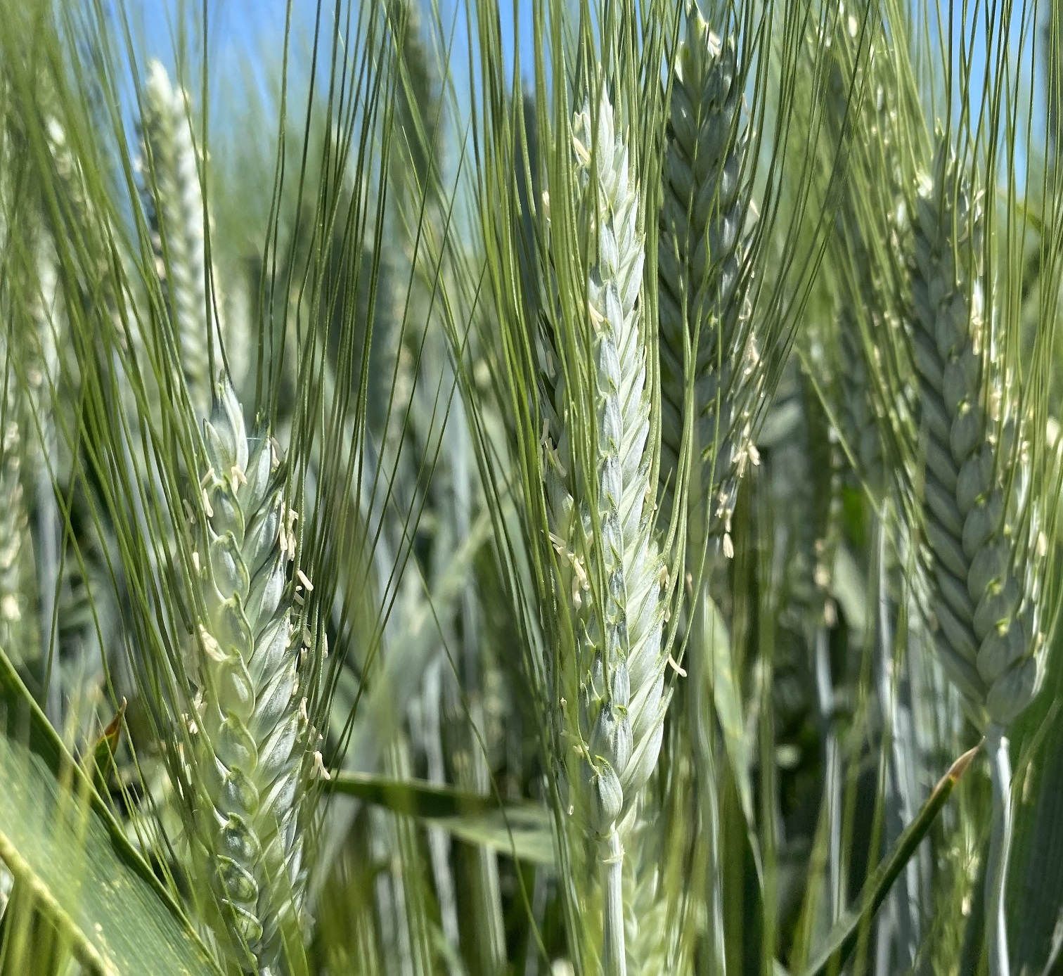 семена пшеницы озимой твердой купить в Ростове-на-Дону и Ростовской области