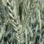 семена тритикале озимой купить Хлебороб в Ростове-на-Дону и Ростовской области