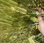 семена озимого ячменя эс/рс1 в Зернограде