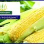 закупаем кукурузу от 500 тонн в Ростове-на-Дону и Ростовской области