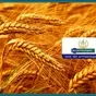 закупаем пшеницу 3 класса от 500 тонн в Ростове-на-Дону и Ростовской области