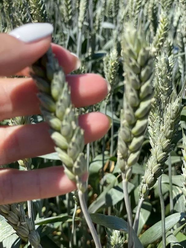 семена пшеницы озимой купить агрофак100 в Ростове-на-Дону и Ростовской области