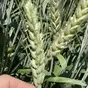 семена  пшеницы озимой купить аскет  в Ростове-на-Дону и Ростовской области