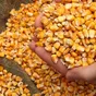 кукурузу дорого, предоплата! в Ростове-на-Дону