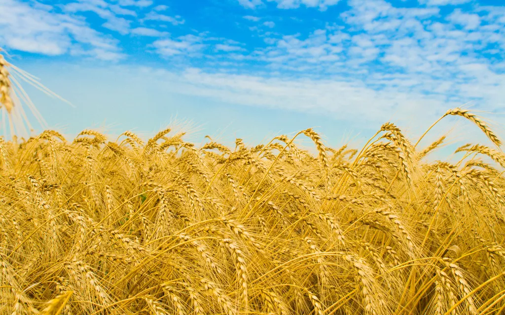 фотография продукта Пшеница 5 класс, протеин 10,5%