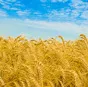пшеница 5 класс, протеин 10,5% в Ростове-на-Дону и Ростовской области